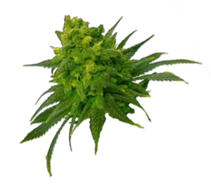 open a dispensary online course